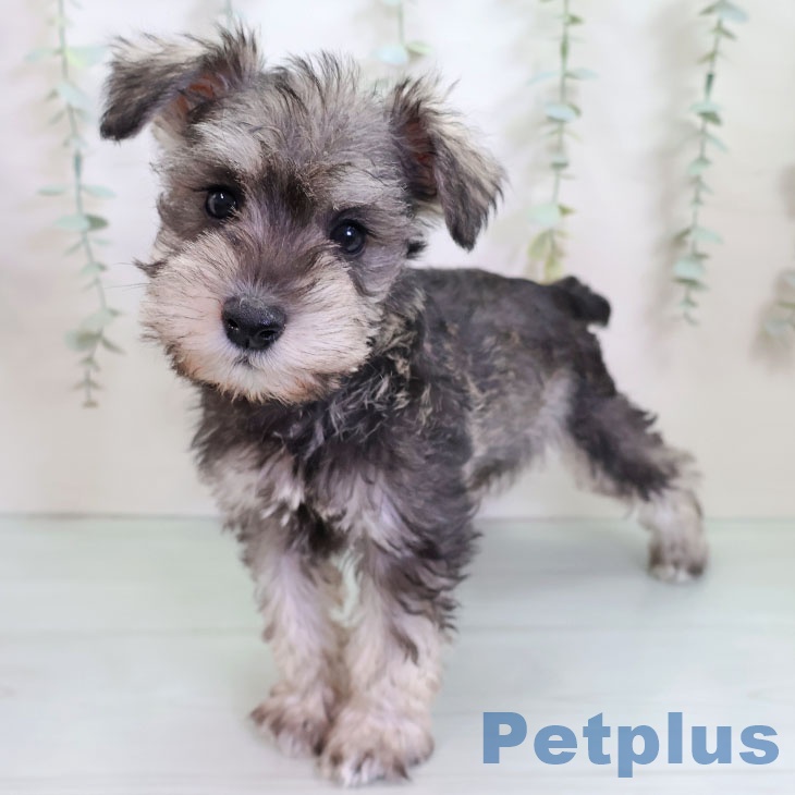 ミニチュア・シュナウザー