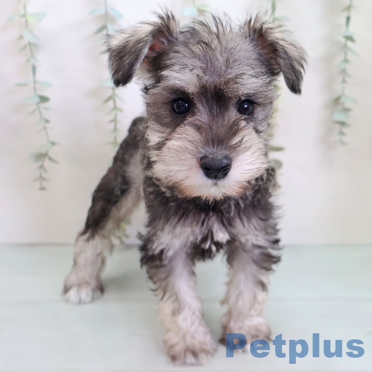 ミニチュア・シュナウザーの写真2