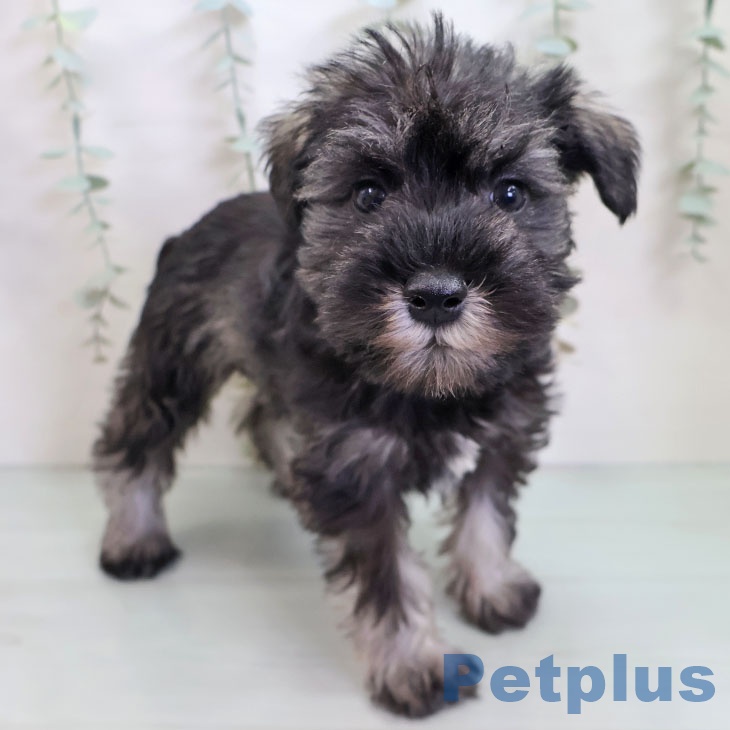 ミニチュア・シュナウザー