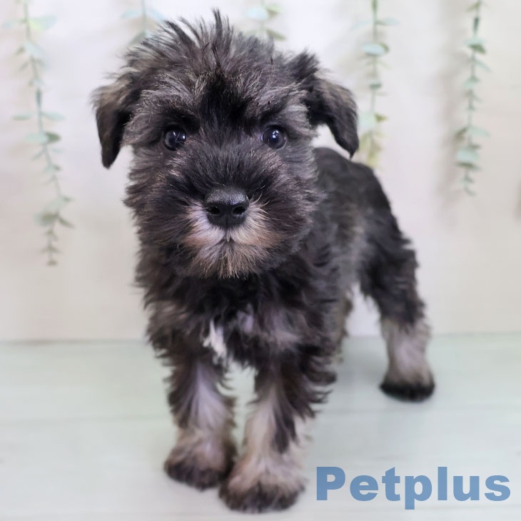 ミニチュア・シュナウザー