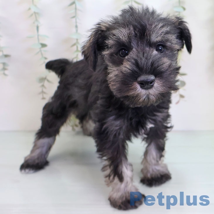 ミニチュア・シュナウザー