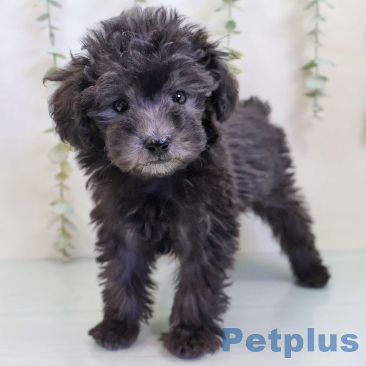 福岡県のトイプードル(トイ) (ペットプラス ららぽーと福岡店/2025年9月25日生まれ/男の子/シルバー)の子犬の1枚目の画像