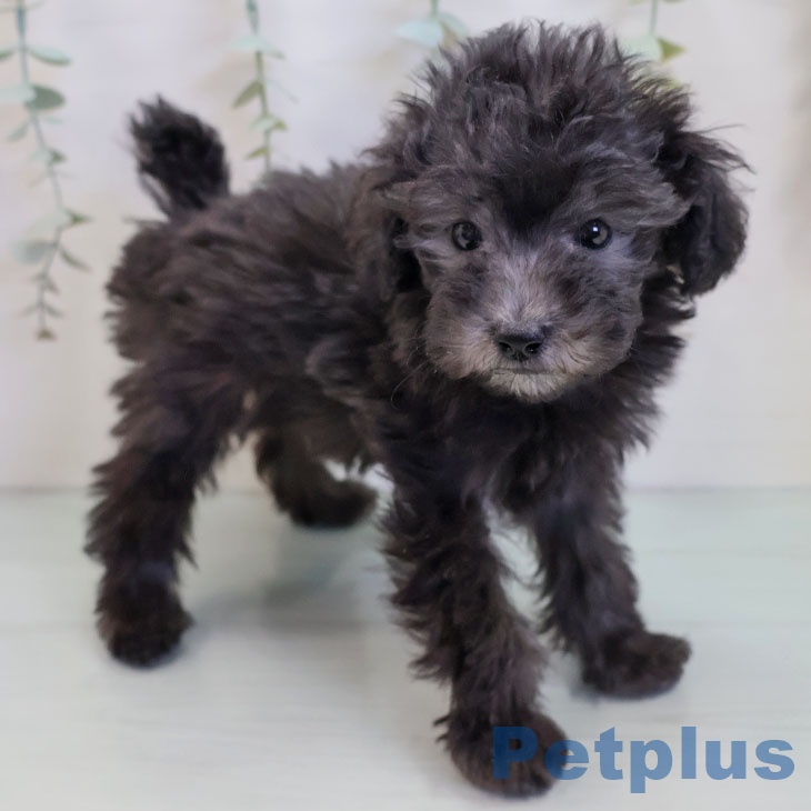 福岡県のトイプードル(トイ) (ペットプラス ららぽーと福岡店/2025年9月25日生まれ/男の子/シルバー)の子犬の2枚目の画像