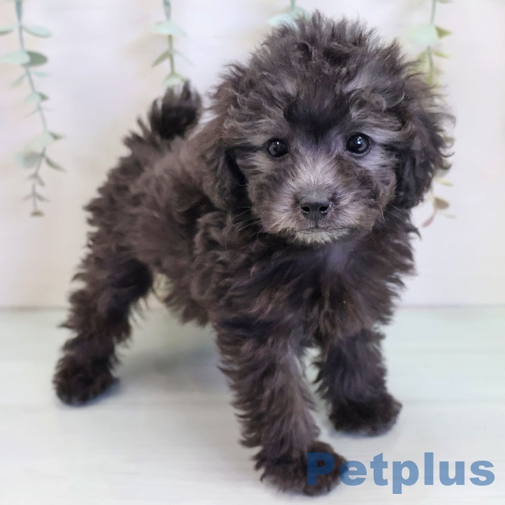 熊本県のトイプードル(トイ) (ペットプラス 熊本店/2025年9月25日生まれ/女の子/シルバー)の子犬の1枚目の画像