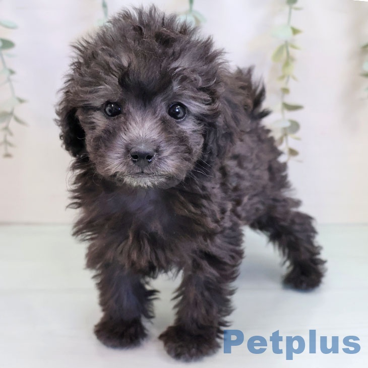 熊本県のトイプードル(トイ) (ペットプラス 熊本店/2025年9月25日生まれ/女の子/シルバー)の子犬の2枚目の画像