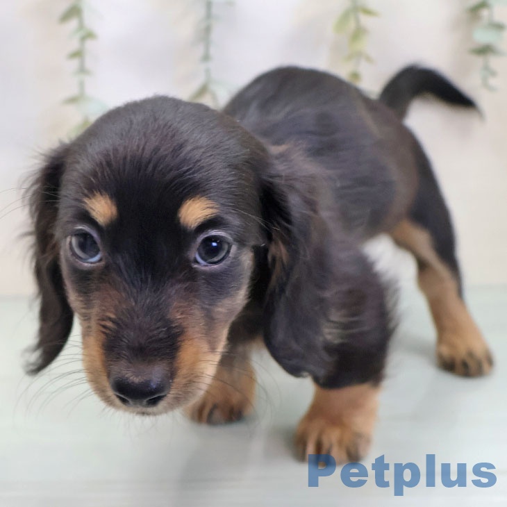 ミニチュア・ダックスフンド