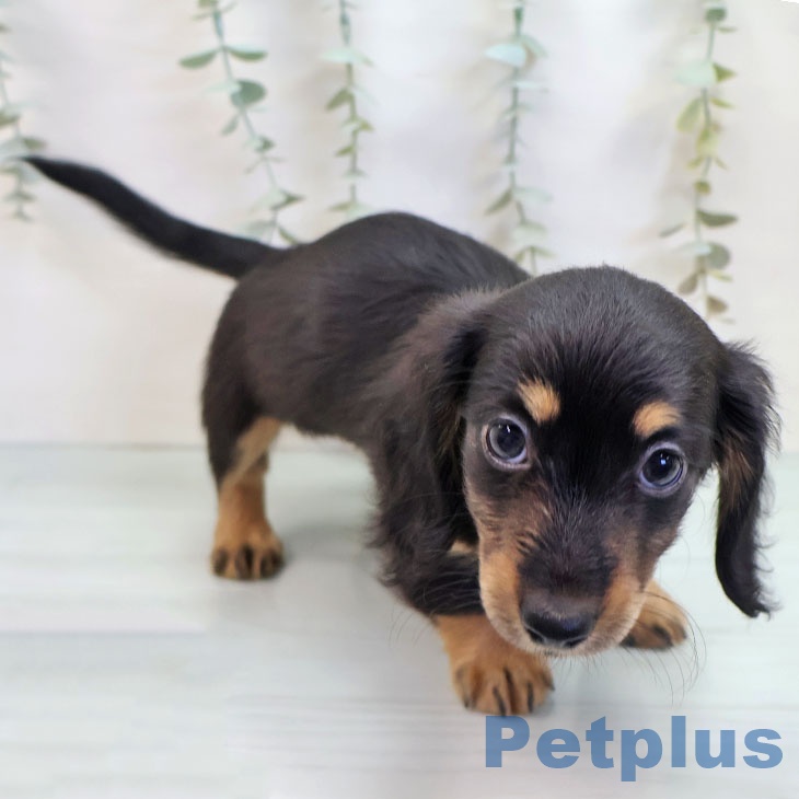 ミニチュア・ダックスフンド