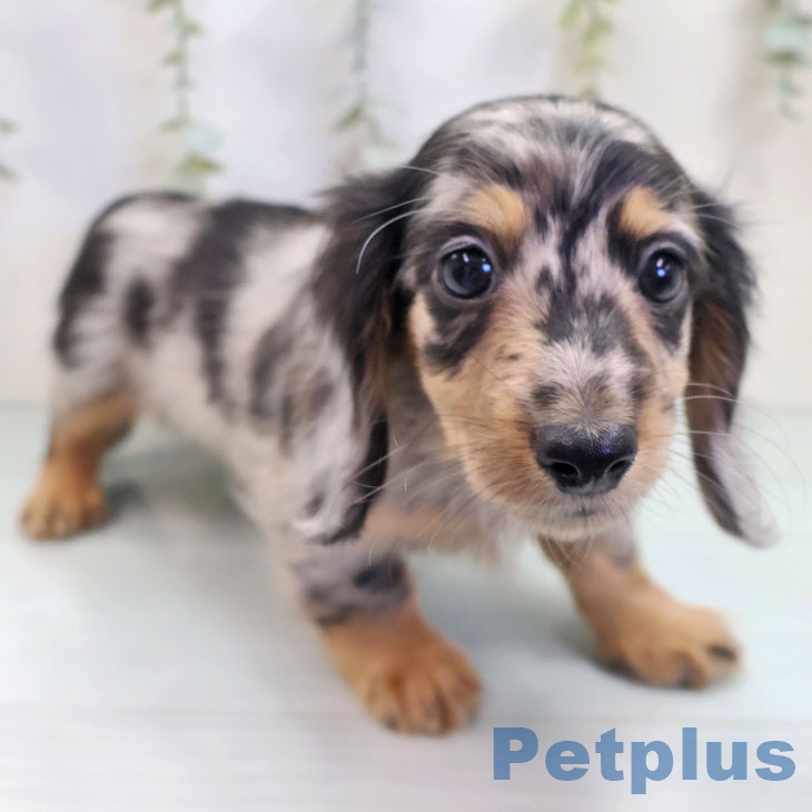 東京都のミニチュアダックスフンド(ロング) (ペットプラス アクアシティお台場店/2025年9月24日生まれ/男の子/シルバーダップル)の子犬の1枚目の画像