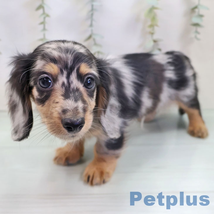 東京都のミニチュアダックスフンド(ロング) (ペットプラス アクアシティお台場店/2025年9月24日生まれ/男の子/シルバーダップル)の子犬の2枚目の画像