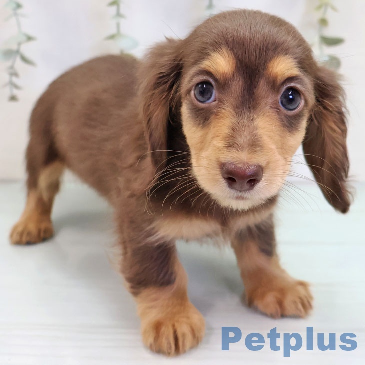 沖縄県のミニチュアダックスフンド(ロング) (ペットプラス 沖縄ライカム店/2025年9月24日生まれ/女の子/チョコレートタン)の子犬の1枚目の画像