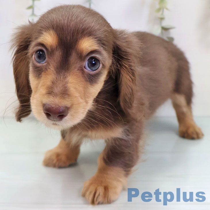 沖縄県のミニチュアダックスフンド(ロング) (ペットプラス 沖縄ライカム店/2025年9月24日生まれ/女の子/チョコレートタン)の子犬の2枚目の画像