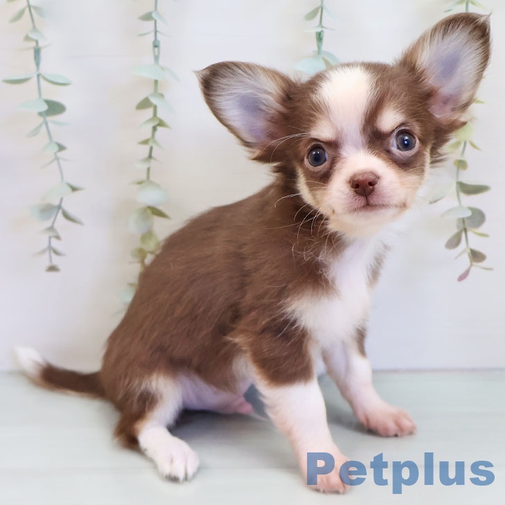 埼玉県のチワワ(ロング) (ペットプラス 上尾店/2025年9月18日生まれ/男の子/チョコレートタンホワイト)の子犬の1枚目の画像