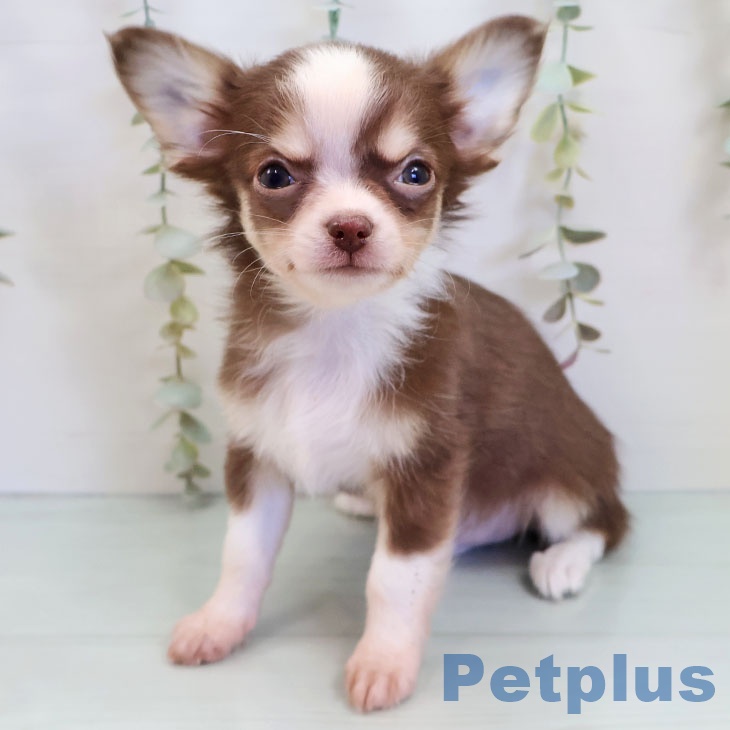 埼玉県のチワワ(ロング) (ペットプラス 上尾店/2025年9月18日生まれ/男の子/チョコレートタンホワイト)の子犬の2枚目の画像