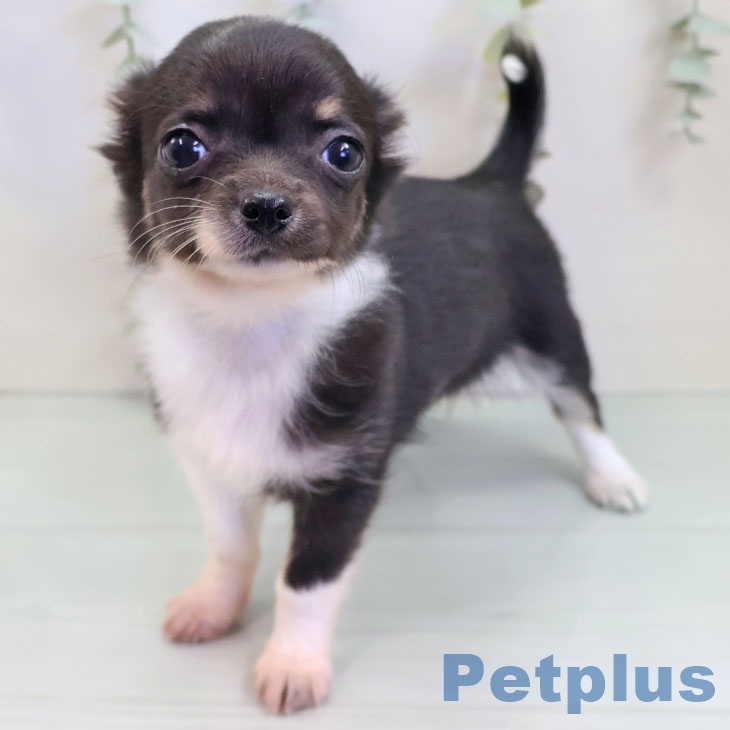 沖縄県のチワワ(ロング) (ペットプラス 沖縄ライカム店/2025年9月18日生まれ/女の子/ブラックタンホワイト)の子犬の1枚目の画像