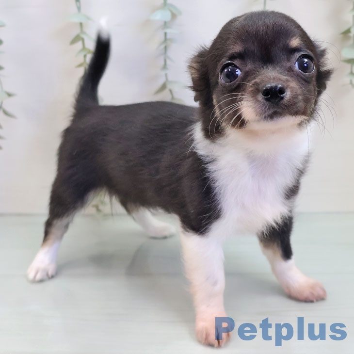 沖縄県のチワワ(ロング) (ペットプラス 沖縄ライカム店/2025年9月18日生まれ/女の子/ブラックタンホワイト)の子犬の2枚目の画像