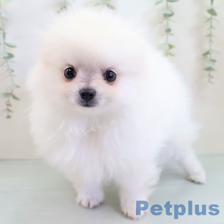 福島県のポメラニアン (ペットプラス 福島店/2025年9月13日生まれ/女の子/クリーム)の子犬