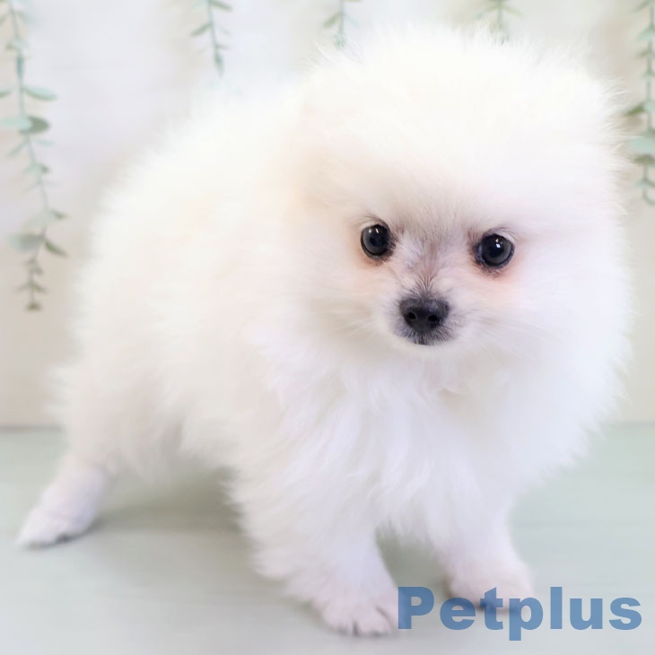 ポメラニアンの写真2