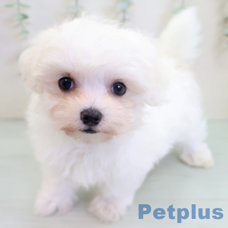 茨城県のマルチーズ (ペッツワン つくば店/2025年9月25日生まれ/男の子/ホワイト)の子犬の1枚目の画像