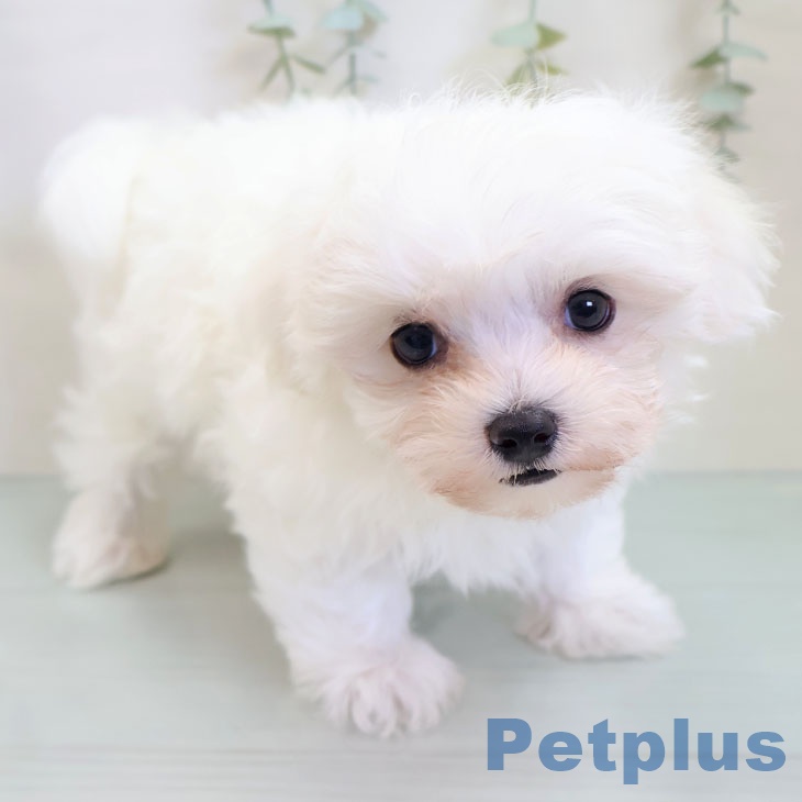 茨城県のマルチーズ (ペッツワン つくば店/2025年9月25日生まれ/男の子/ホワイト)の子犬の2枚目の画像