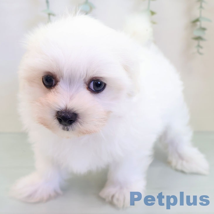 東京都のマルチーズ (ペットプラス 板橋店/2025年9月25日生まれ/男の子/ホワイト)の子犬の1枚目の画像