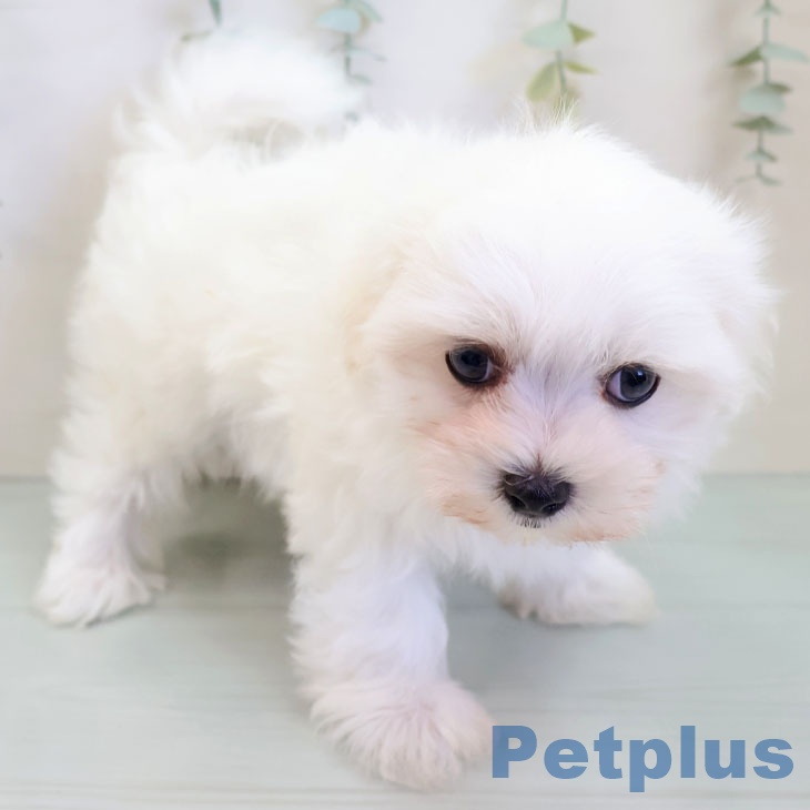 東京都のマルチーズ (ペットプラス 板橋店/2025年9月25日生まれ/男の子/ホワイト)の子犬の2枚目の画像