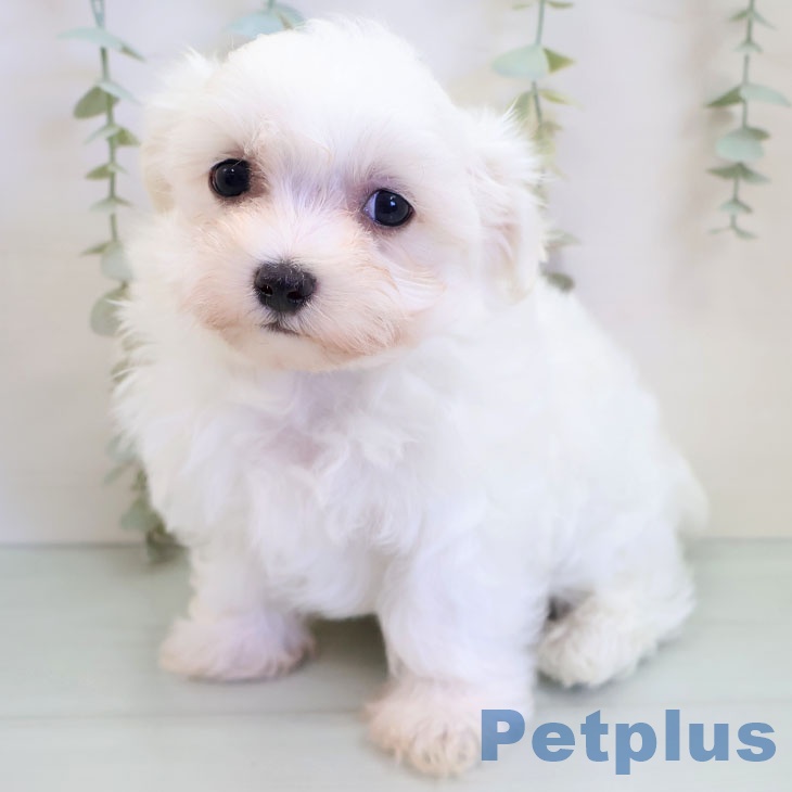 福岡県のマルチーズ (ペットプラス MARK IS 福岡ももち店/2025年9月25日生まれ/男の子/ホワイト)の子犬の1枚目の画像
