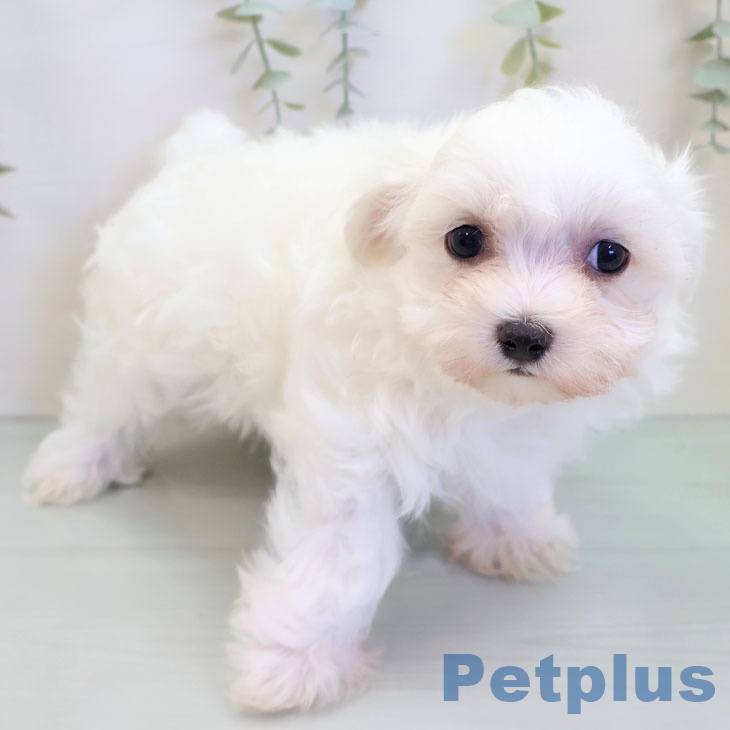福岡県のマルチーズ (ペットプラス MARK IS 福岡ももち店/2025年9月25日生まれ/男の子/ホワイト)の子犬の2枚目の画像