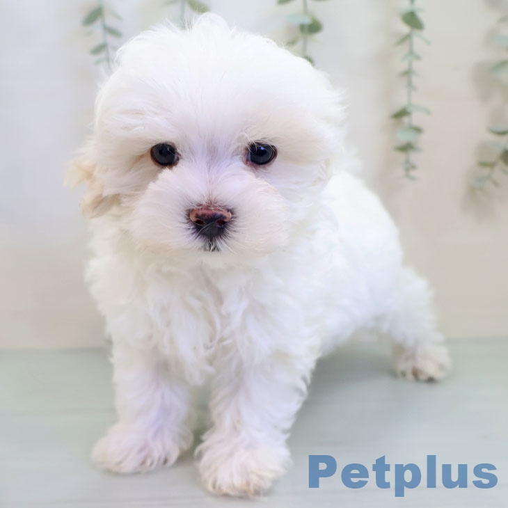 東京都のマルチーズ (ペットプラス アクアシティお台場店/2025年9月22日生まれ/男の子/ホワイト)の子犬の1枚目の画像