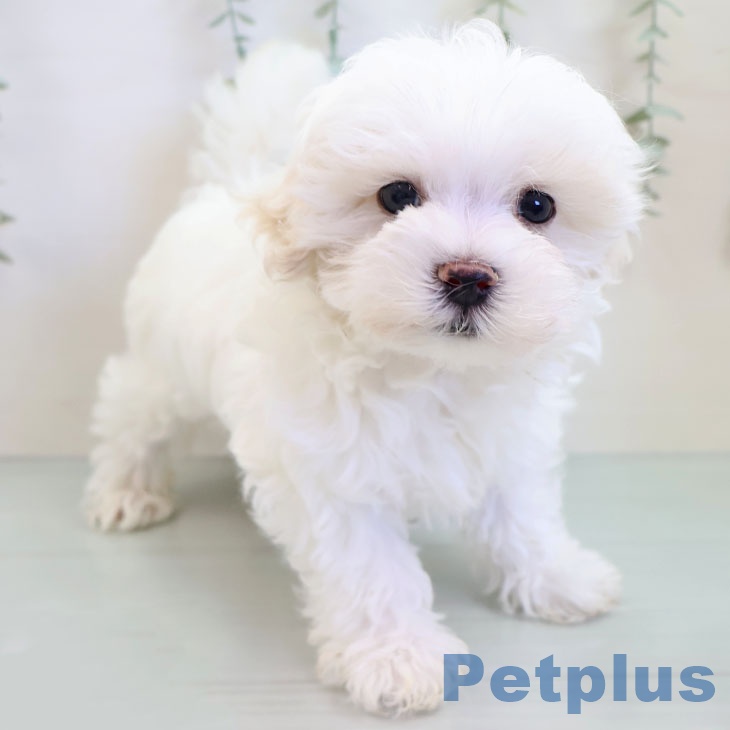 東京都のマルチーズ (ペットプラス アクアシティお台場店/2025年9月22日生まれ/男の子/ホワイト)の子犬の2枚目の画像