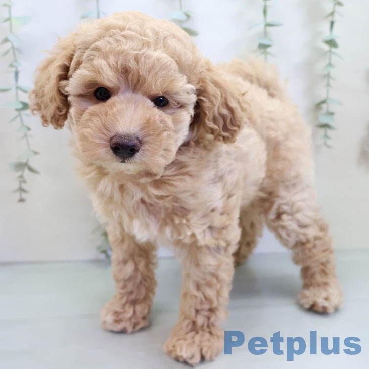 トイ・プードル