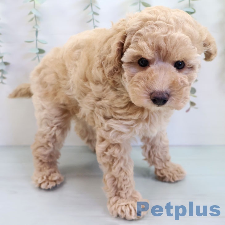 福岡県のトイプードル(トイ) (ペットプラス 香椎浜店/2025年9月24日生まれ/男の子/クリーム)の子犬の2枚目の画像