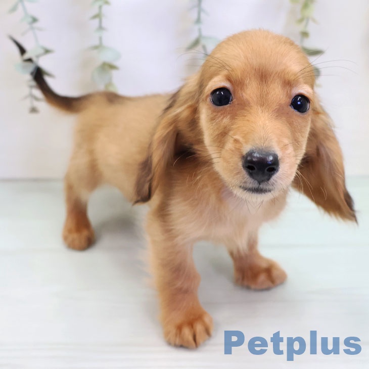 カニーンヘン・ダックスフンド