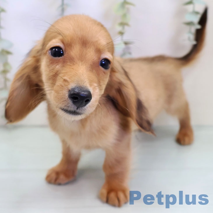 カニーンヘン・ダックスフンドの写真2