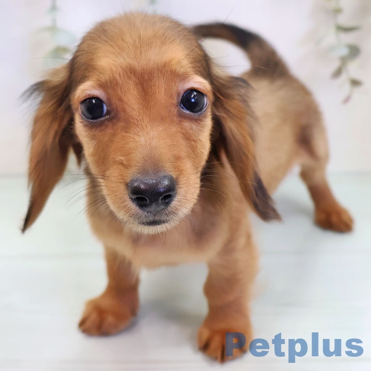 福島県のカニンヘンダックスフンド(ロング) (ペットプラス 福島店/2025年9月24日生まれ/女の子/レッド)の子犬