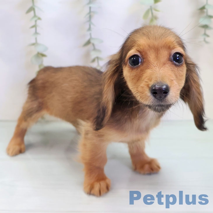 カニーンヘン・ダックスフンド