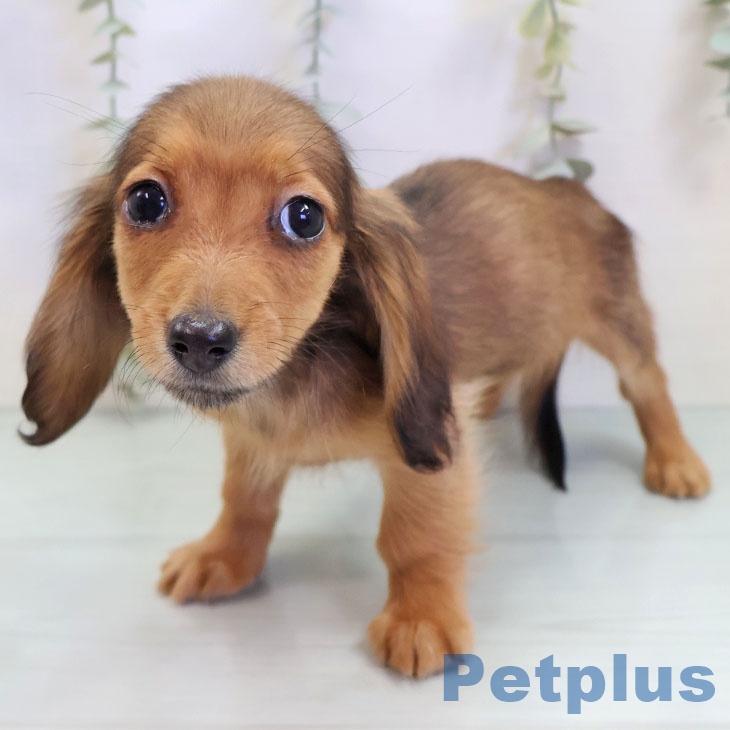 カニーンヘン・ダックスフンド