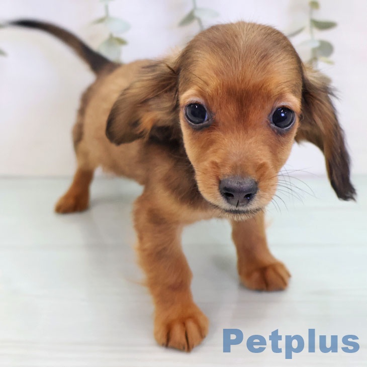 カニーンヘン・ダックスフンド