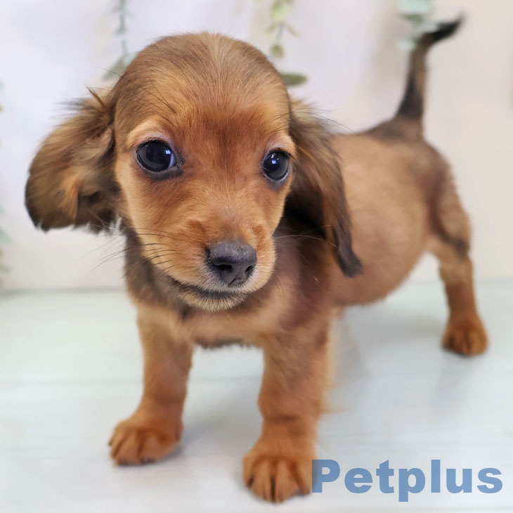 カニーンヘン・ダックスフンド