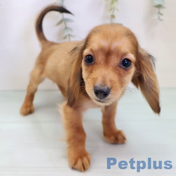 カニーンヘン・ダックスフンド