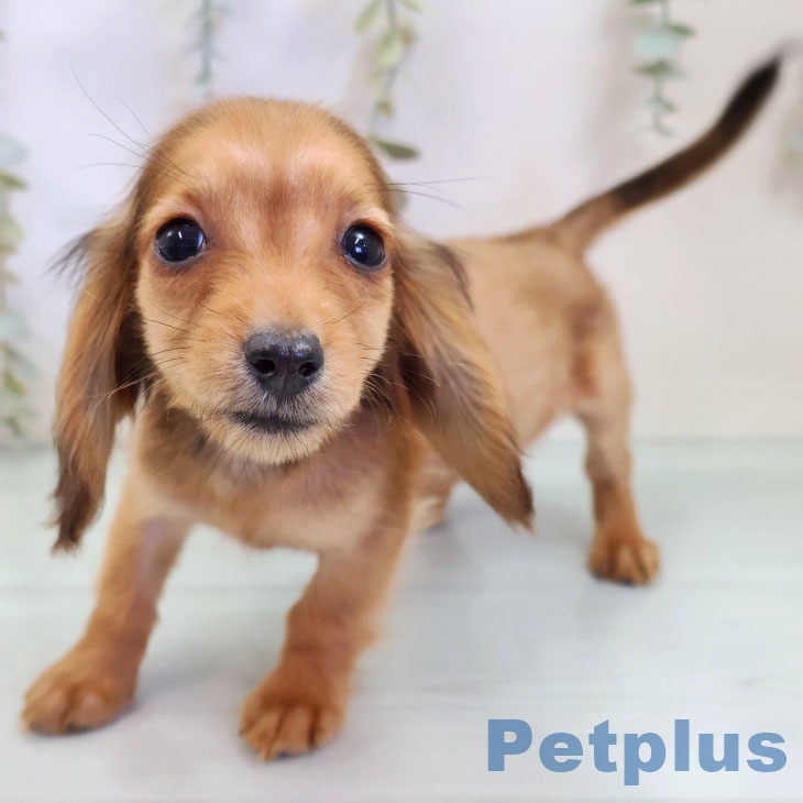 カニーンヘン・ダックスフンドの写真2