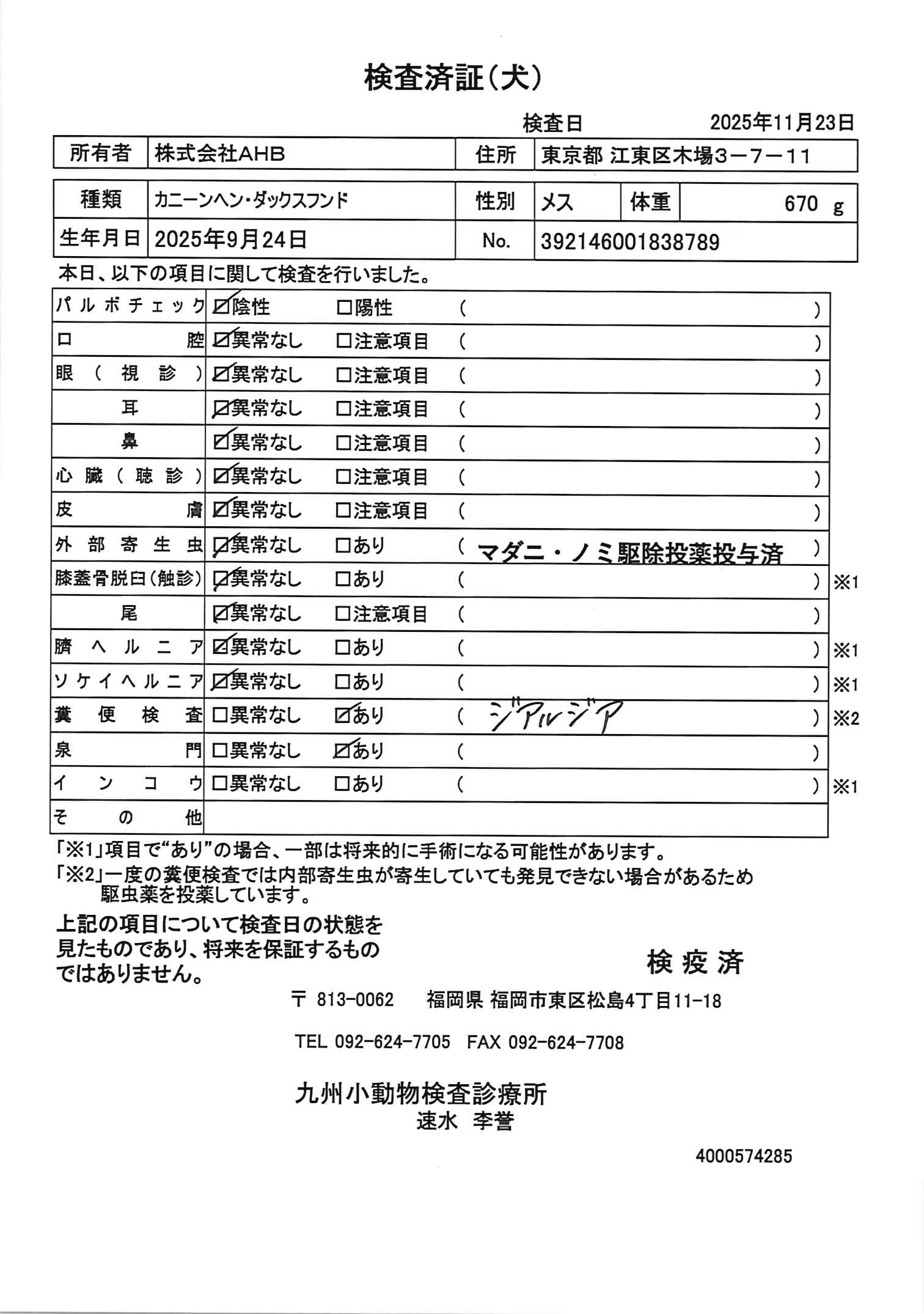 カニーンヘン・ダックスフンド