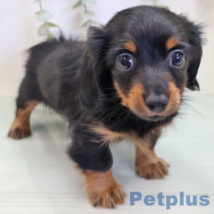 カニーンヘン・ダックスフンド