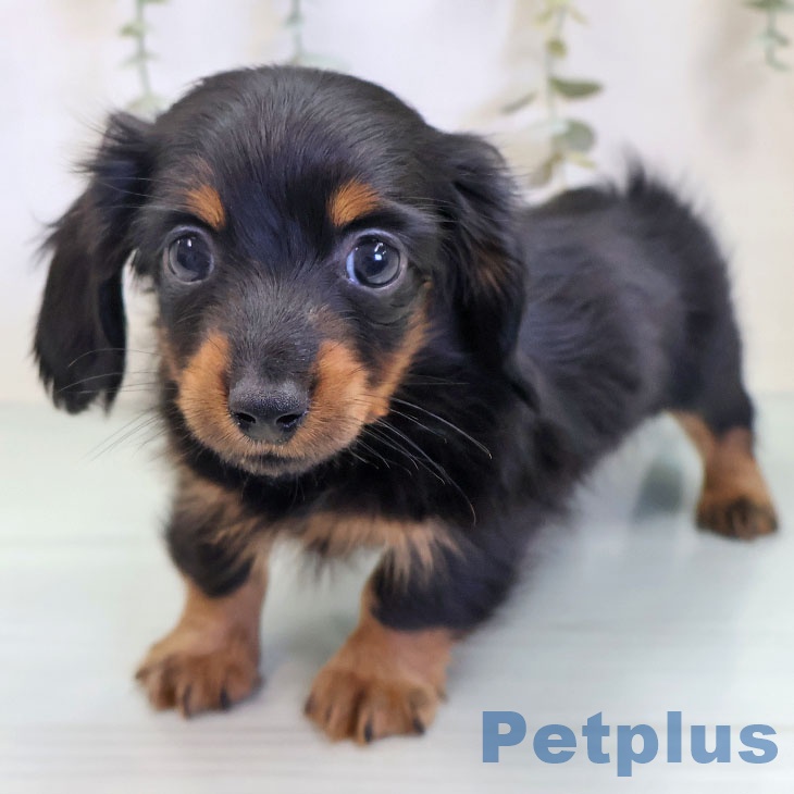 カニーンヘン・ダックスフンド