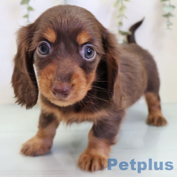 カニーンヘン・ダックスフンド