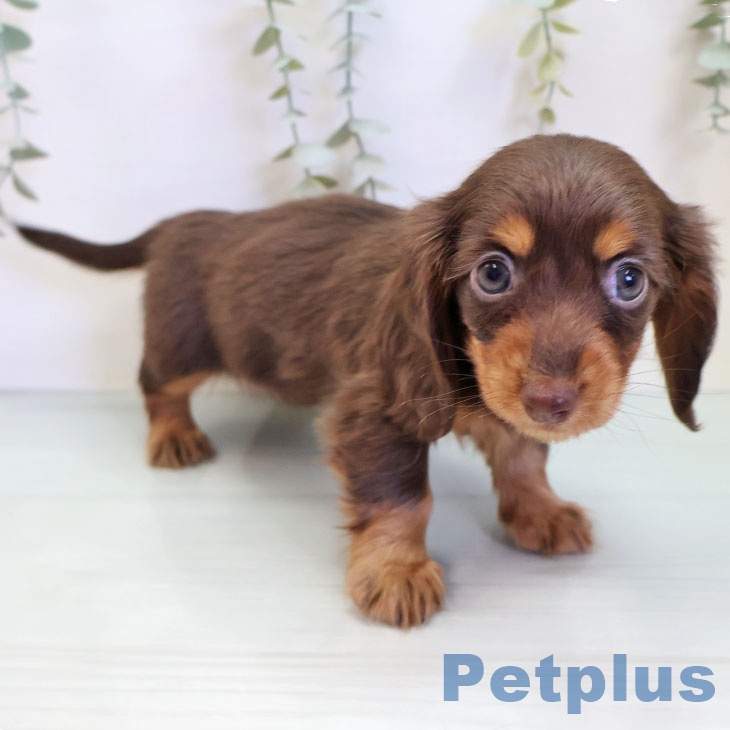 カニーンヘン・ダックスフンドの写真2