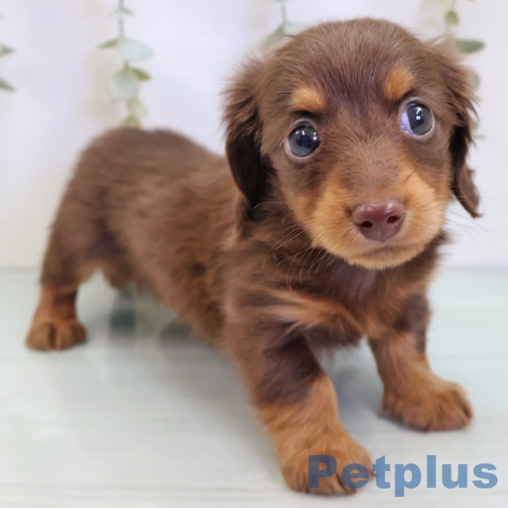 カニーンヘン・ダックスフンド