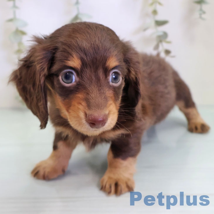 カニーンヘン・ダックスフンド