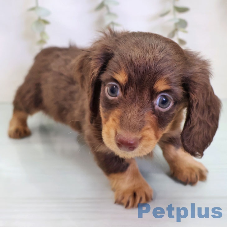 カニーンヘン・ダックスフンド