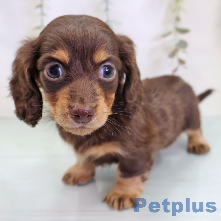 カニーンヘン・ダックスフンド