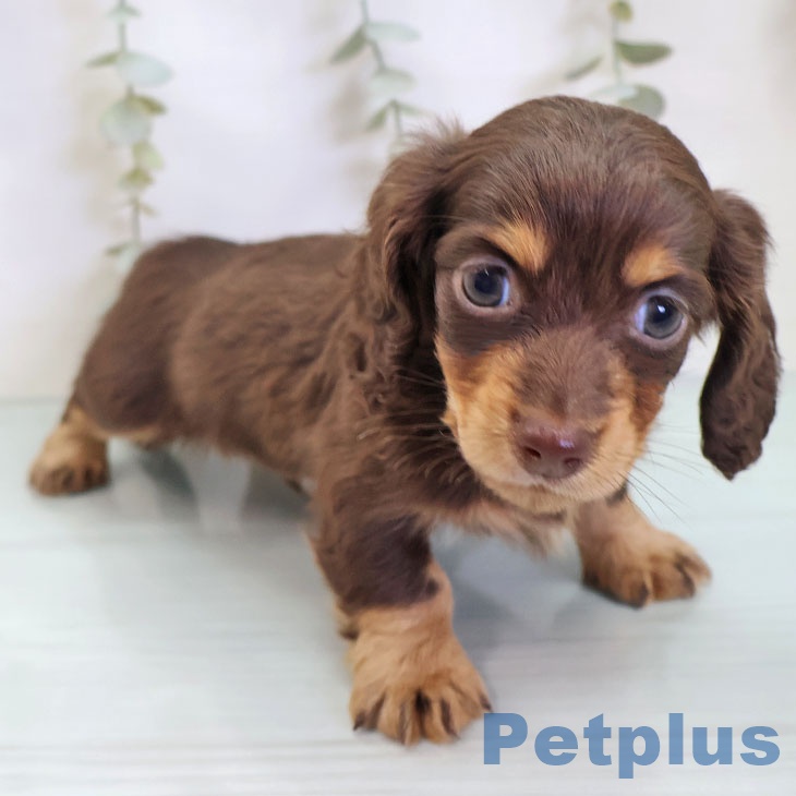 カニーンヘン・ダックスフンドの写真2